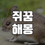 쥐꿈 해몽 20가지 총정리 5 쥐꿈-해몽