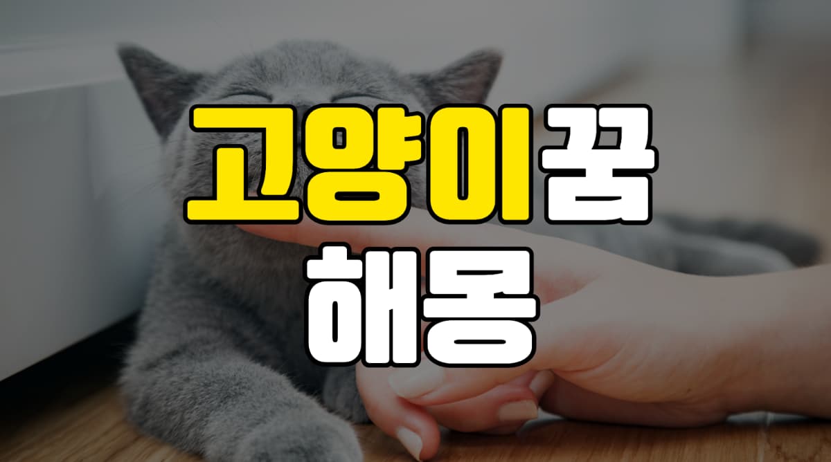 고양이꿈