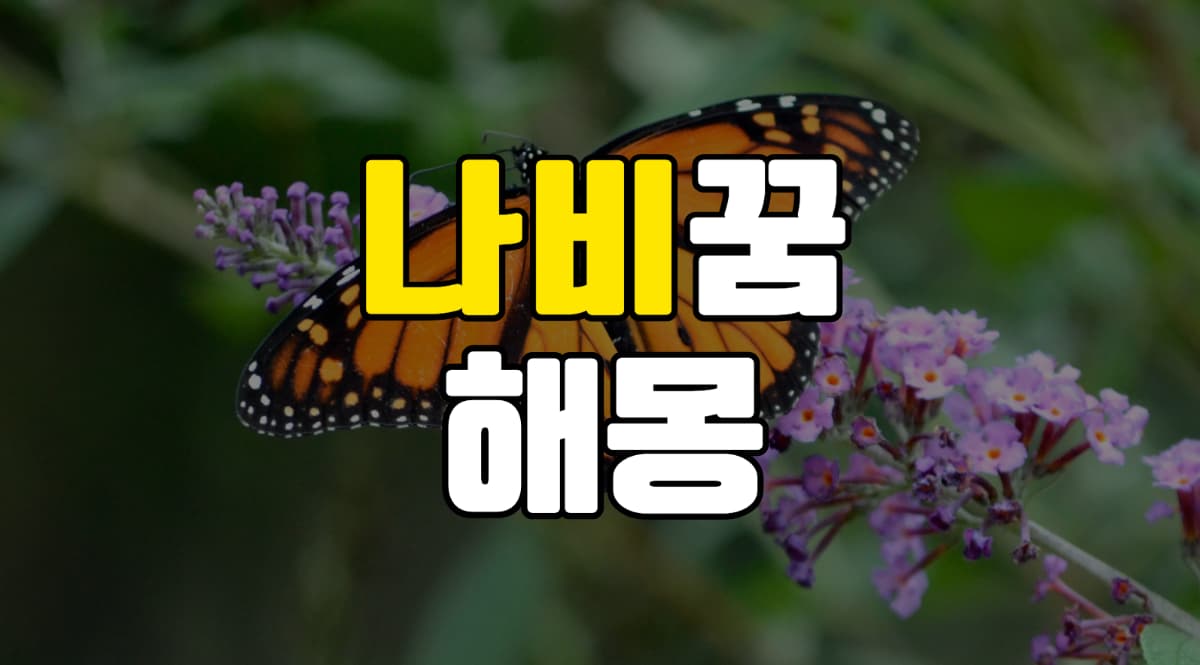 나비꿈