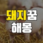 돼지꿈 해몽 20가지 총정리 6 돼지꿈